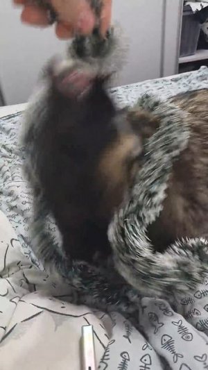 Боевая енотка