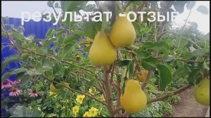 Груша Кафедральная/ результат- отзыв 2025 август