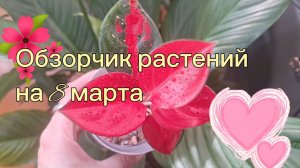 Обзорчик растений к 8 марта