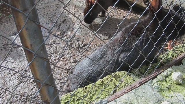 СКАЗКА зоопарк Зубкова в ЯЛТЕ. Мы в ШОКЕ... от ВОСТОРГА!