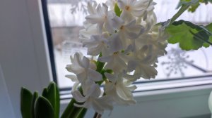 Цветочные приключения. Пересадка с удовольствием.