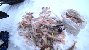 Китайский раттлин выловил всего крупного окуня в реке.  Мешок огромных окуней с одной лунки.