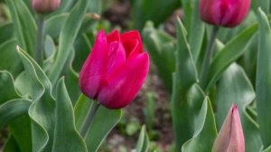 Не пропустите момент! Первая подкормка тюльпанов — залог роскошного цветения 🌷🌱