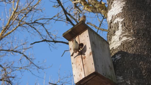Воробьи присматриваются к скворечнику, наблюдение птиц в Великом Новгороде, 7 марта 2026