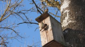 Воробьи присматриваются к скворечнику, наблюдение птиц в Великом Новгороде, 7 марта 2026