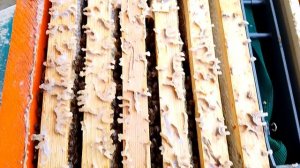 Даже не собираются! Состояние пчёл в момент выставки.