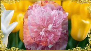 СОЛНЫШКО - Виктор Королёв (С 8 Марта!!!)