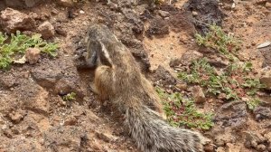 🇪🇸🇪🇸Магрибские белки🇪🇸🇪🇸Фуэртевентура🇪🇸🇪🇸