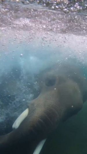 Слонёнок и его погружение в воду