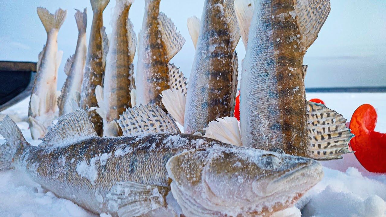 Зимняя рыбалка 2026. Наловил Целую Кучу Судака. Секретные и Тайные Места. Барахолка. Русская Рыбалка