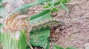 В мире животных🤗