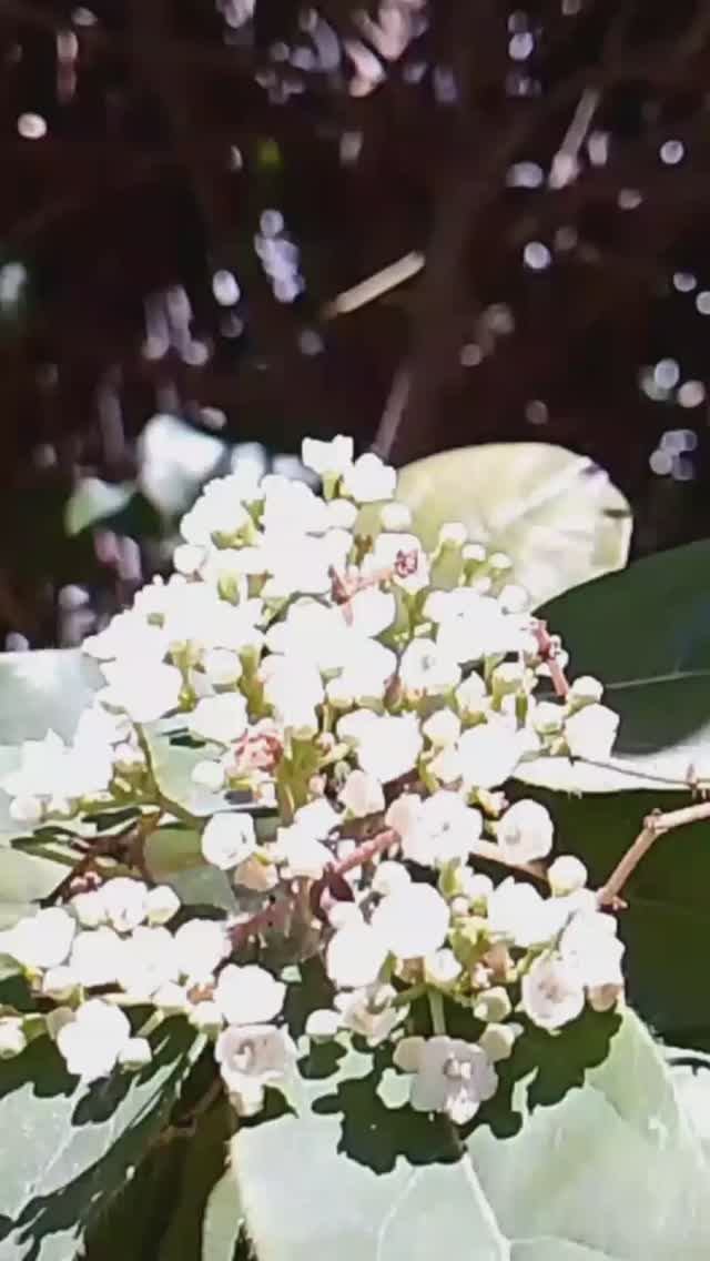 7 марта ВЕСЕННИЙ МАХМУТЛАР. ТУРЦИЯ 2026.