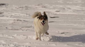 Собака сбила с ног двух лыжниц на чемпионате России