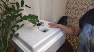 07-03-2026 Такого я от своих петухов не ожидала 😲.