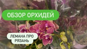 🔵ОРХИДЕИ Рязань ЛеманаПро #обзороби #орхидеискидки #скидки на орхидеи #обзорпокупок #уценкиорхидей