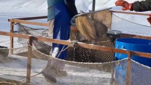 Запуск форели