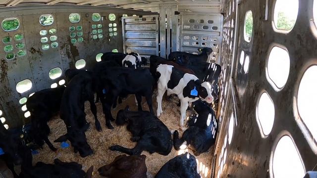 Day Old Baby Cows. Trailer View (ep.20)