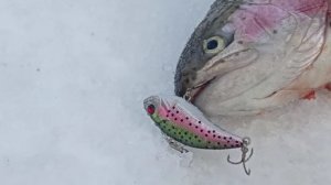 Хорошая активность форели на запуске. Спорт-зона. Клёвое место Лосиный остров.