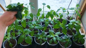 Безжалостно кромсаю рассаду перцев.😁 Так надо.😉