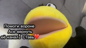 Дети, спасайте ворону Асю!