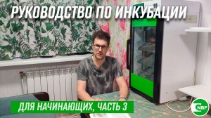 Руководство по инкубации для начинающих, часть 3