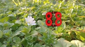 Заставки на 8 марта (PD, 2026)[2]