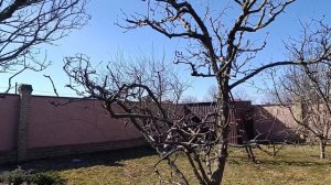 Груша в стиле ниваки