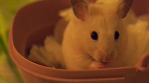 Ваниль такая милая