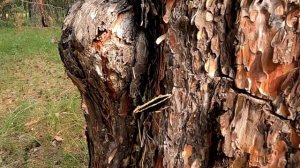 Невидимая гостья