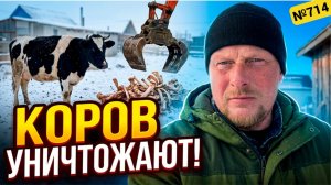 Свиньи ушли, коровы на очереди? Почему массово уничтожают коров! Жизнь в Омской деревне.