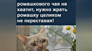 Анекдоты, юмор, статусы, приколы 😁