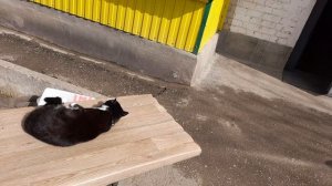 На котика посмотрим? Посмотрим!