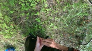 СБОР ЗЕМЛЯНИКИ