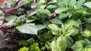 Обзор рассады цветов. Очень плохо взошли некоторые сорта цветов. Лук Эксибишен.