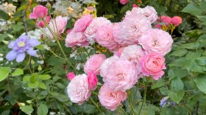 Август в Саду вечер 11 августа 2025 часть 1