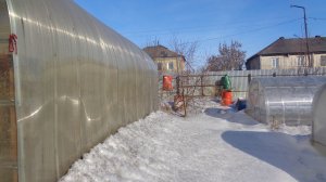 Моя придомовая теплица помогает мне вырастить здоровую рассаду. 2022 год.