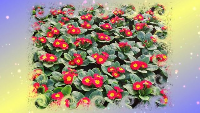 Футаж. Цветочный фон 254