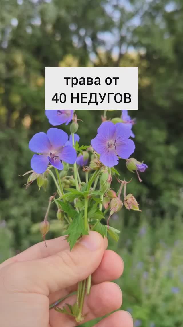 Лёша про Травы