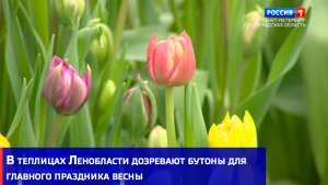 В теплицах Ленобласти дозревают бутоны для главного праздника весны