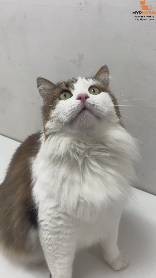 Яшечка ждёт вас в приюте #Муркоша