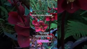 ТЫ МОЯ ЕДИНСТВЕННАЯ , МИЛАЯ...