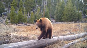 Дикие животные в естественной среде обитания