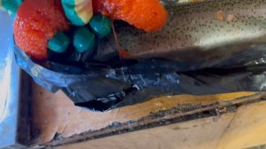 Новый форелевый привоз с икрой