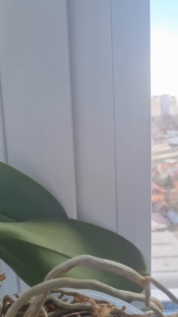 свадьба голубей