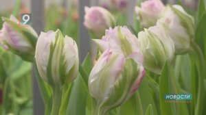 Новости Старого Оскола от 6 марта