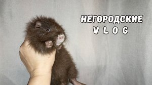 Можно ли приручить НУТРИЮ? 06.03.26. ч.1