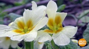 Подснежники, улыбнитесь, вас снимают! Доброе утро. Суббота. Фрагмент выпуска от 07.03.2026