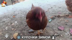 Куры зимой очень счастливы 🤗❄️⛄ (36)