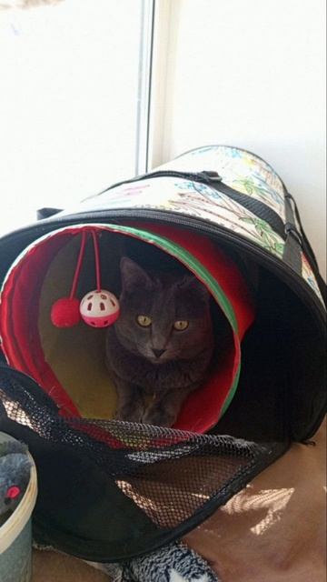 Кот Атос отдыхает в двойном домике. #shorts #котатос #животные #коты #атос