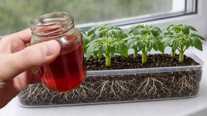 Я обалдел! Рассада толстеет на глазах, стебель толще пальца, корни мощные!